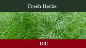 Dill